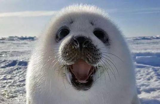 用海報拯救海豹,百度設(shè)計師做了一件暖心的小事 用海報拯救海豹,百度設(shè)計師做了一件暖心的小事